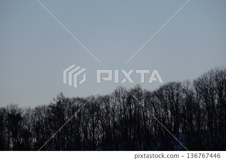 寒冷的冬日天空森林 寒冷的冬日天空森林 136767446