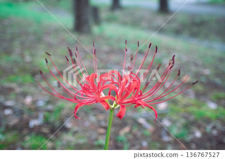 Cluster amaryllis Cluster amaryllis 136767527