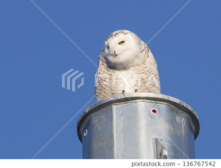 白貓頭鷹 白貓頭鷹 136767542