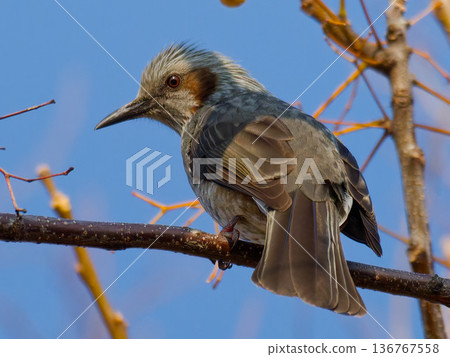 A sideways portrait of a brown-eared brown-eared bulbul perched on a branch (Japanese wild bird) A sideways portrait of a brown-eared brown-eared bulbul perched on a branch (Japanese wild bird) 136767558