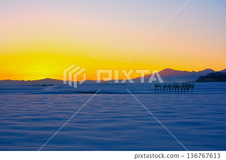 晨曦映照下，白雪皚皚的歐芹田野，越後三山冬日黎明景色 136767613