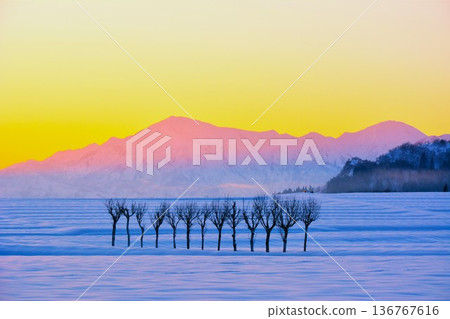 Snowy fields of parsley in the morning glow, Echigo Sanzan winter scenery at dawn Snowy fields of parsley in the morning glow, Echigo Sanzan winter scenery at dawn 136767616