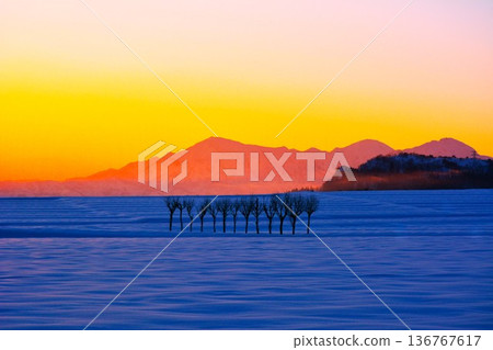 晨曦映照下，白雪皚皚的歐芹田野，越後三山冬日黎明景色 136767617