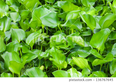生長茂密的水生植物,鳳眼蓮 生長茂密的水生植物,鳳眼蓮 136767645