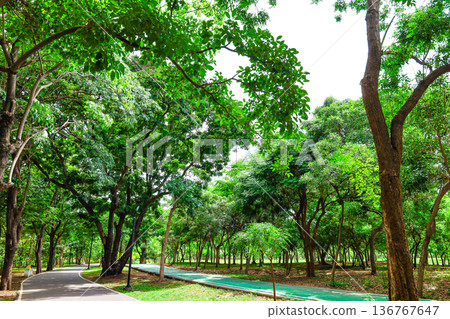 green park scenery 136767647