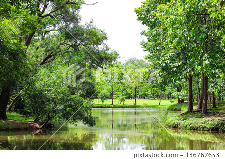 A river flowing through a lush forest 136767653