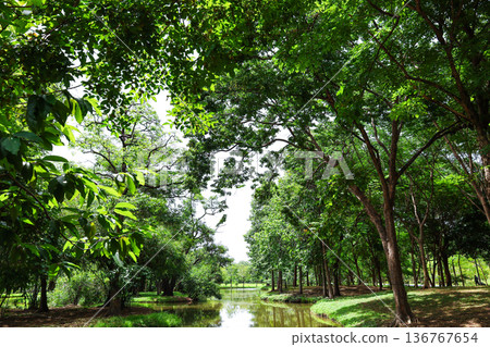A river flowing through a lush forest 136767654