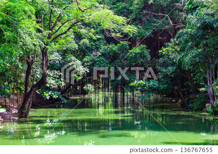 A river flowing through a lush forest 136767655
