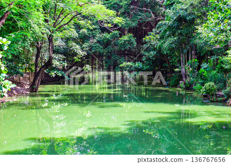 A river flowing through a lush forest 136767656
