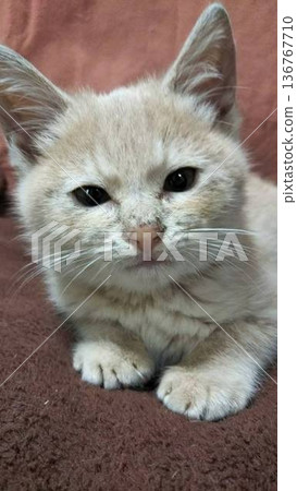 A cat looking up 136767710