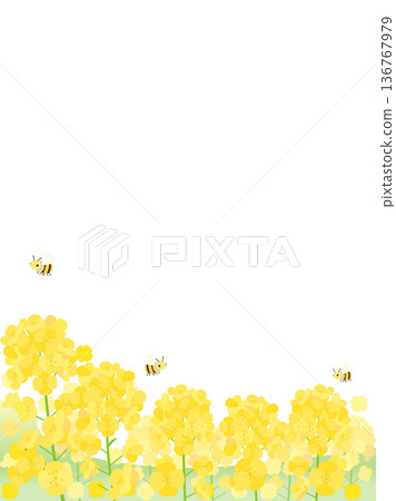 Illustration of a rapeseed flower field with bees flying (vertical version) 136767979