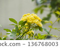 Banksweet Rose 2025 Part 1 136768003