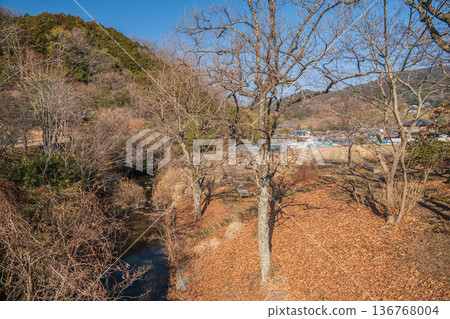 Forest along the Asuka River, Asuka Village, Nara Prefecture 136768004