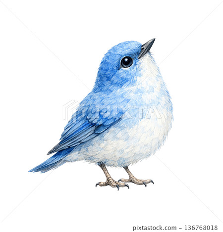 藍鳥，野生鳥類，水彩，自然，可愛，插畫，剪紙 136768018