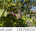 Akebia flower 2025 136768310