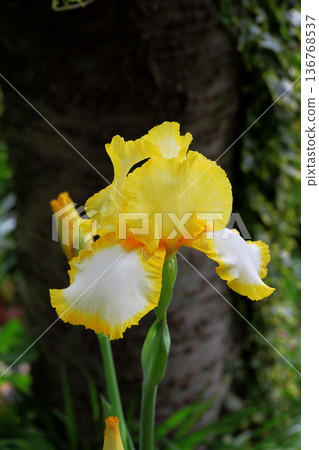 鳶尾花 鳶尾花 136768537
