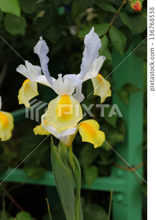 鳶尾花 鳶尾花 136768538