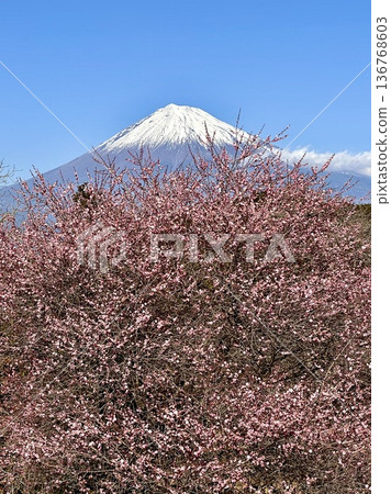 梅花和富士山 梅花和富士山 136768603
