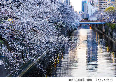 Tokyo Meguro River Cherry Blossom Festival Tokyo Meguro River Cherry Blossom Festival 136768670