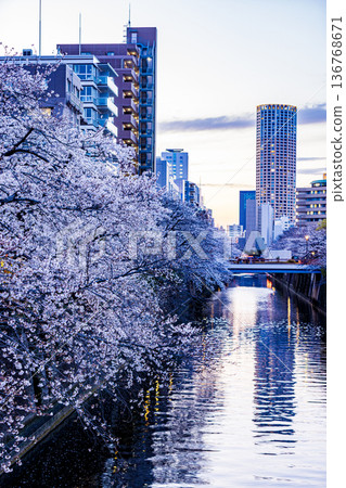 東京目黑川櫻花節 東京目黑川櫻花節 136768671