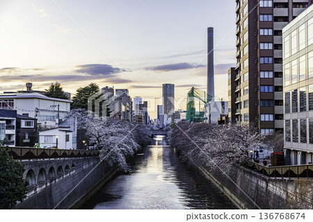 東京目黑川櫻花節 東京目黑川櫻花節 136768674