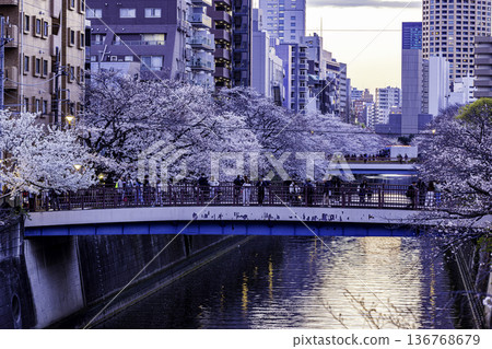 Tokyo Meguro River Cherry Blossom Festival Tokyo Meguro River Cherry Blossom Festival 136768679