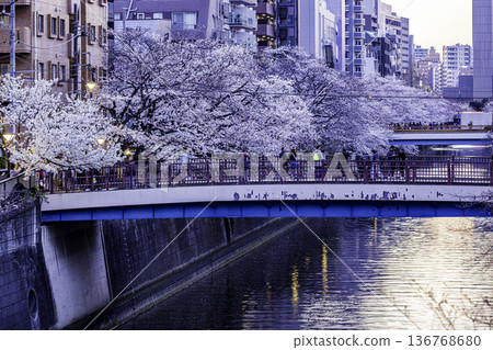 Tokyo Meguro River Cherry Blossom Festival Tokyo Meguro River Cherry Blossom Festival 136768680