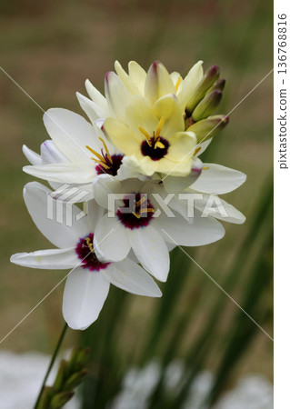 Ixia Ixia 136768816