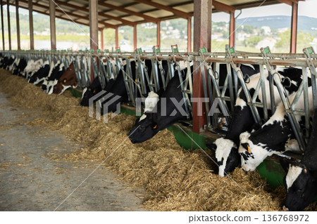 Cows pick up fresh hay with their lips, chew straw 136768972