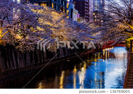 Illuminated cherry blossoms at night on Meguro River in Tokyo 136769005