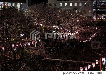 Illuminated cherry blossoms at night on Meguro River in Tokyo Illuminated cherry blossoms at night on Meguro River in Tokyo 136769009