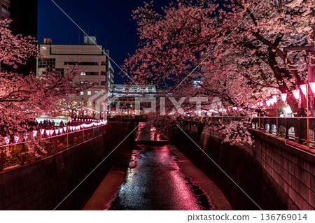 Illuminated cherry blossoms at night on Meguro River in Tokyo Illuminated cherry blossoms at night on Meguro River in Tokyo 136769014