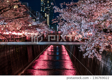 Illuminated cherry blossoms at night on Meguro River in Tokyo Illuminated cherry blossoms at night on Meguro River in Tokyo 136769022