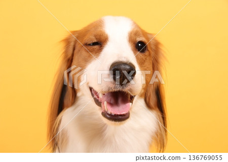 Kooikerhondje 眨了眨眼，很可愛 136769055