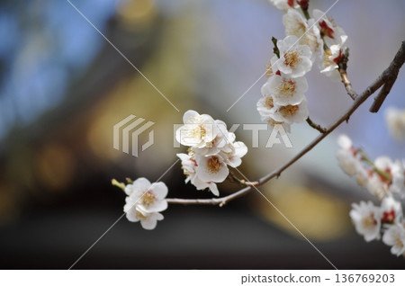 White plum blossoms blooming against the backdrop of a tiled roof, horizontal composition 136769203