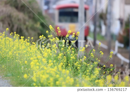 The Daiyuzan Line running through spring rape blossoms 136769217