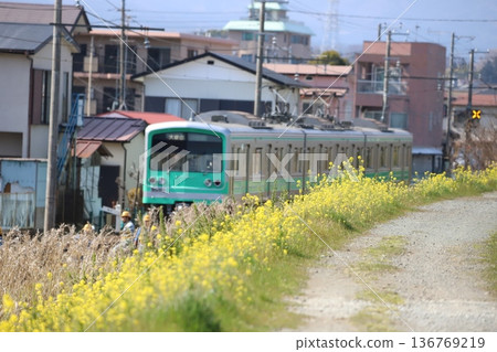 Nanohana flowers and the Daiyuzan Line train 136769219