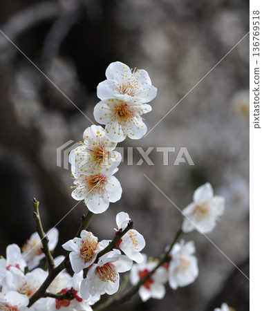 早春時節，白色梅花枝梢的微距照片，豎構圖，4:5 136769518