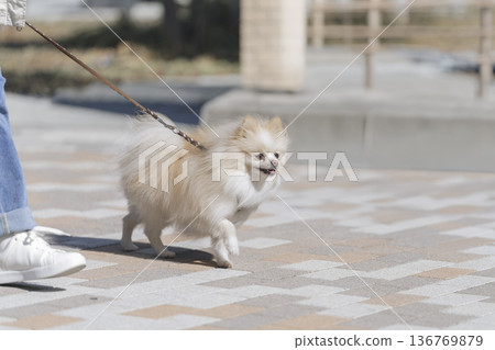 博美犬散步(5歲女孩) 博美犬散步(5歲女孩) 136769879