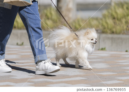 博美犬跟在主人身邊散步 136769935
