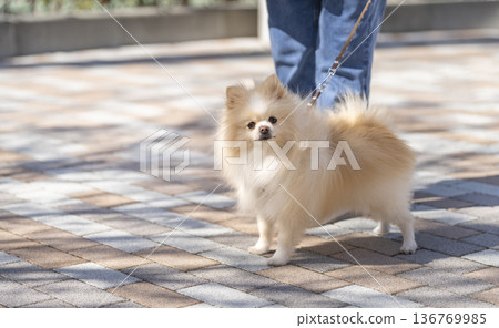 一隻博美犬在散步時看著鏡頭。 136769985