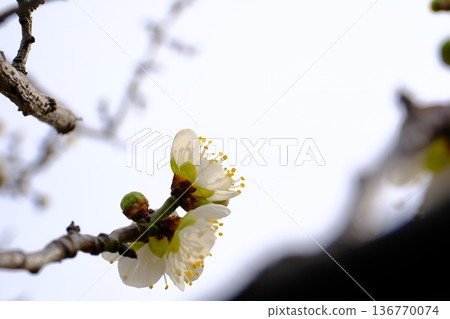 The peaceful plum blossoms that herald the arrival of spring 136770074