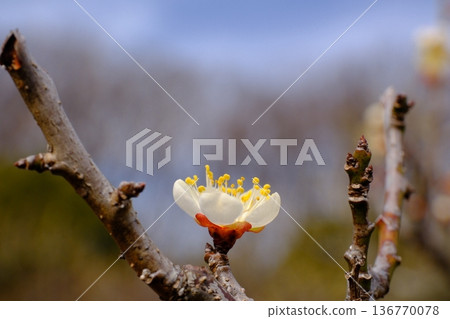 The peaceful plum blossoms that herald the arrival of spring 136770078