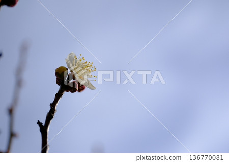 The peaceful plum blossoms that herald the arrival of spring The peaceful plum blossoms that herald the arrival of spring 136770081