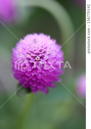 環球旅行者的花朵被雨水弄濕 136770142