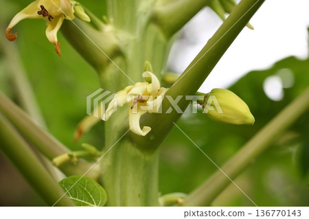 雨水浸濕的木瓜花 136770143