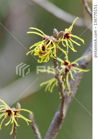 Flowering of witch hazel, a species endemic to Japan 136770151