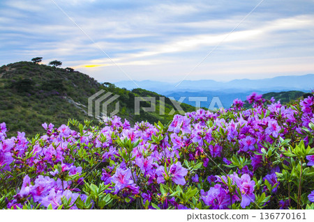 Spring scenery of Hwangmaesan Mountain covered with beautiful azaleas, Hapcheon-gun, South Korea. Spring scenery of Hwangmaesan Mountain covered with beautiful azaleas, Hapcheon-gun, South Korea. 136770161