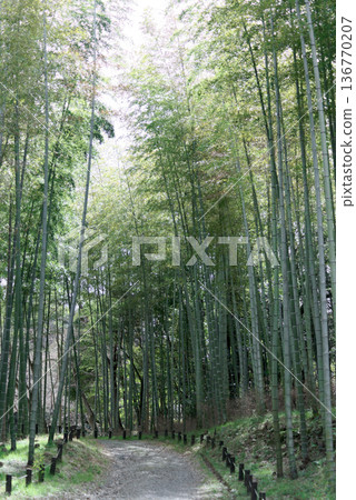 冬季毛竹林雨天 136770207