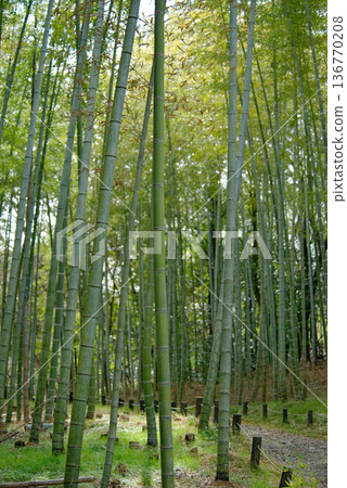 Winter Moso Bamboo Forest Rainy Day Winter Moso Bamboo Forest Rainy Day 136770208